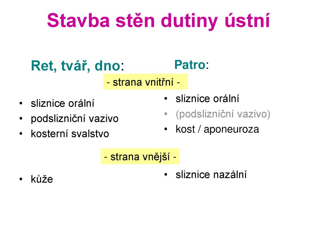 P Edn Ka Vod Do Histologie Dutina Stn A Jej Obsah Ppt St Hnout